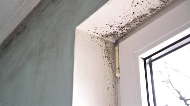Best Mold Testing  in Barrington Hls, IL