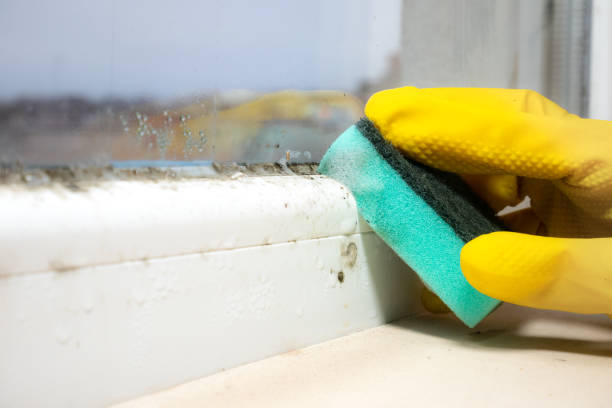 Best Mold Cleaning Services  in Barrington Hls, IL