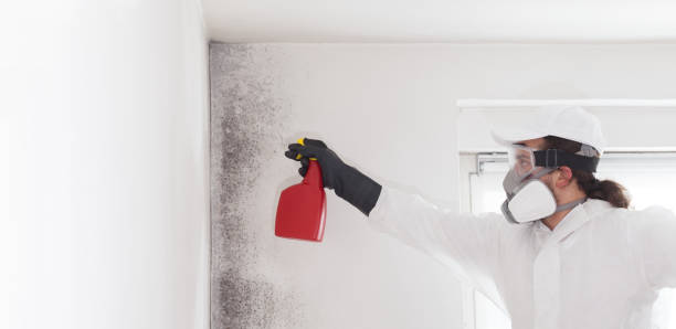 Best Black Mold Removal  in Barrington Hls, IL