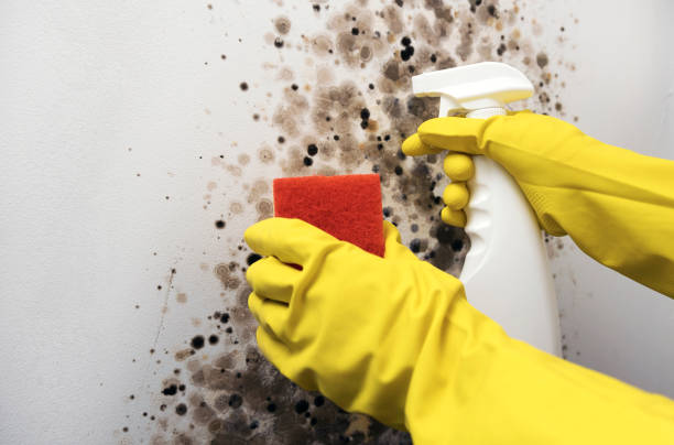 Mold Removal and Inspection in Barrington Hills, IL