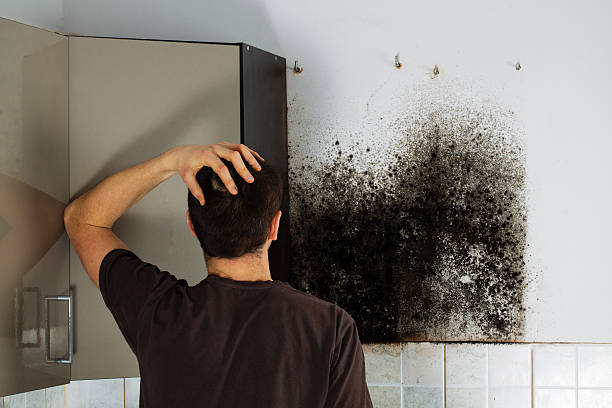 Best Same-Day Mold Removal  in Barrington Hls, IL
