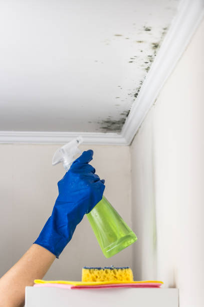 Best Crawl Space Mold Removal  in Barrington Hls, IL