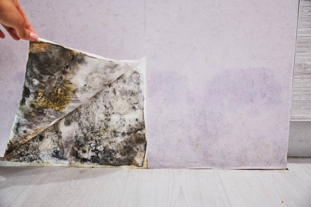 Best Mold Removal Near Me  in Barrington Hls, IL